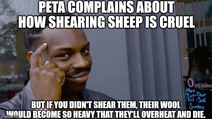 Roll Safe Think About It | PETA COMPLAINS ABOUT HOW SHEARING SHEEP IS CRUEL; BUT IF YOU DIDN'T SHEAR THEM, THEIR WOOL WOULD BECOME SO HEAVY THAT THEY'LL OVERHEAT AND DIE. | image tagged in memes,roll safe think about it | made w/ Imgflip meme maker