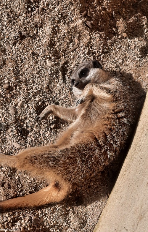 Photo of a meerkat I took at a zoo | made w/ Imgflip meme maker