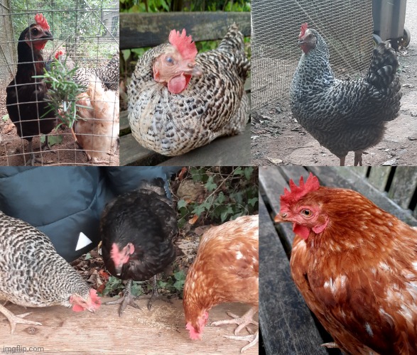 Some of my favourite photos of our school chickens (Midnight, Stormy and Caramel) Bet you'll love this @LucotIC :) | made w/ Imgflip meme maker