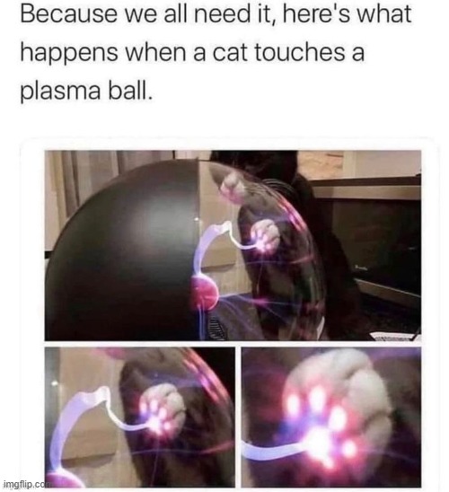 I got this from Iceu and wanted to share this | image tagged in cats,plasma balls,paws | made w/ Imgflip meme maker