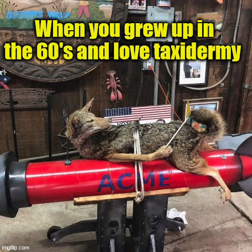 When you grew up in the 60's and love taxidermy | image tagged in wylie cyote,roadrunner | made w/ Imgflip meme maker