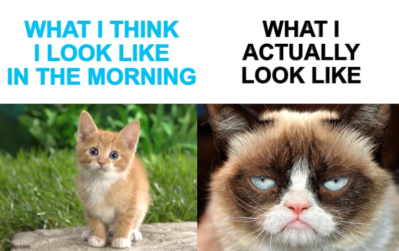 Apparently, I don't look open or approachable for the first 2 hours of the day XDD | WHAT I THINK I LOOK LIKE IN THE MORNING; WHAT I ACTUALLY LOOK LIKE | image tagged in blank white template,cute cats,memes,grumpy cat not amused | made w/ Imgflip meme maker