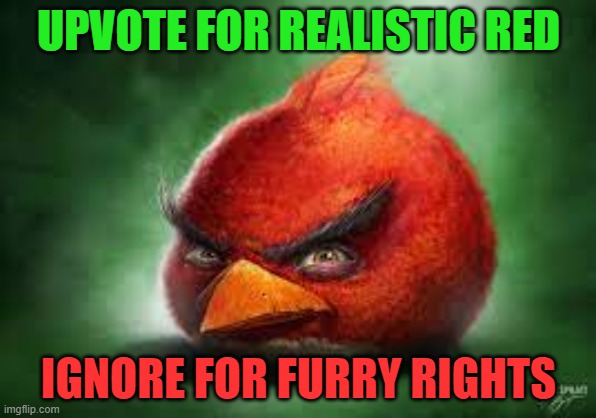 Realistic Red Angry Birds | UPVOTE FOR REALISTIC RED; IGNORE FOR FURRY RIGHTS | image tagged in realistic red angry birds,begging for upvotes | made w/ Imgflip meme maker