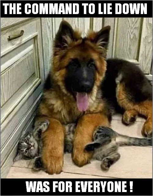 Dog Holds Down Cat ! | THE COMMAND TO LIE DOWN; WAS FOR EVERYONE ! | image tagged in dogs,cats,command,get down | made w/ Imgflip meme maker