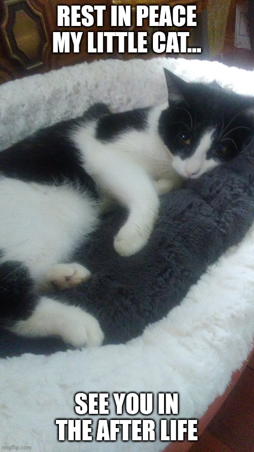Rest in Peace Bandit... | REST IN PEACE MY LITTLE CAT... SEE YOU IN THE AFTER LIFE | made w/ Imgflip meme maker