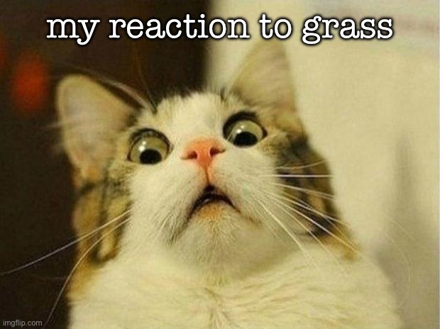 Scared Cat Meme | my reaction to grass | image tagged in memes,scared cat | made w/ Imgflip meme maker