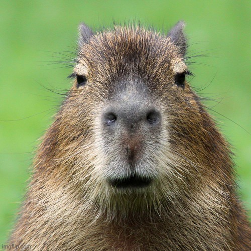 Capybara | image tagged in capys,capybara | made w/ Imgflip meme maker