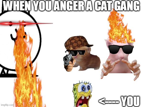 cat gang 101 | WHEN YOU ANGER A CAT GANG; <---- YOU | image tagged in cat | made w/ Imgflip meme maker