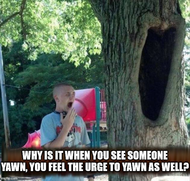 WHY IS IT WHEN YOU SEE SOMEONE
YAWN, YOU FEEL THE URGE TO YAWN AS WELL? | image tagged in middle school | made w/ Imgflip meme maker