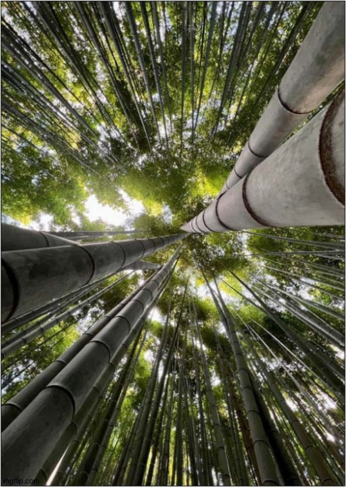 Bamboo ! | image tagged in bamboo | made w/ Imgflip meme maker