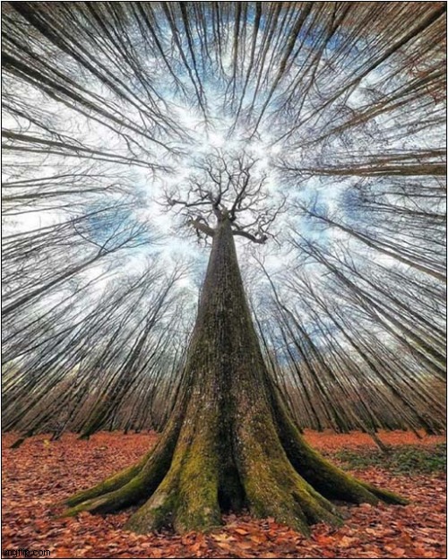 Looking Up A Tree ! | image tagged in tree | made w/ Imgflip meme maker