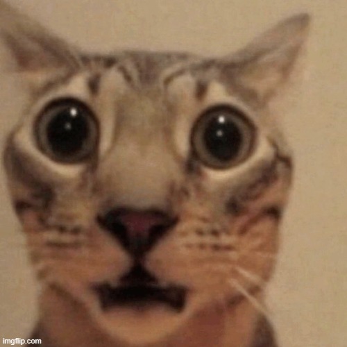 Domestic short-haired cat | image tagged in domestic short-haired cat | made w/ Imgflip meme maker