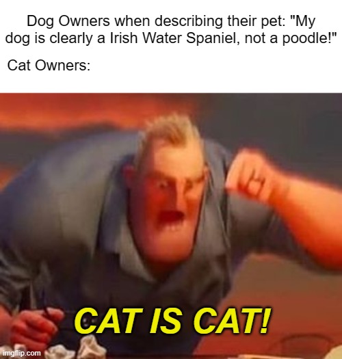 Black, white, orange and neither. Those are the options. | Dog Owners when describing their pet: "My dog is clearly a Irish Water Spaniel, not a poodle!"; Cat Owners:; CAT IS CAT! | image tagged in mr incredible mad,memes,cats,dogs | made w/ Imgflip meme maker