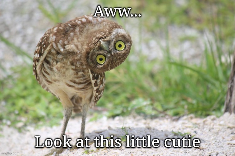 He is giving me the look I make when I steal a sip of my mom's coffee | Aww... Look at this little cutie | image tagged in awkward burrowing owl | made w/ Imgflip meme maker