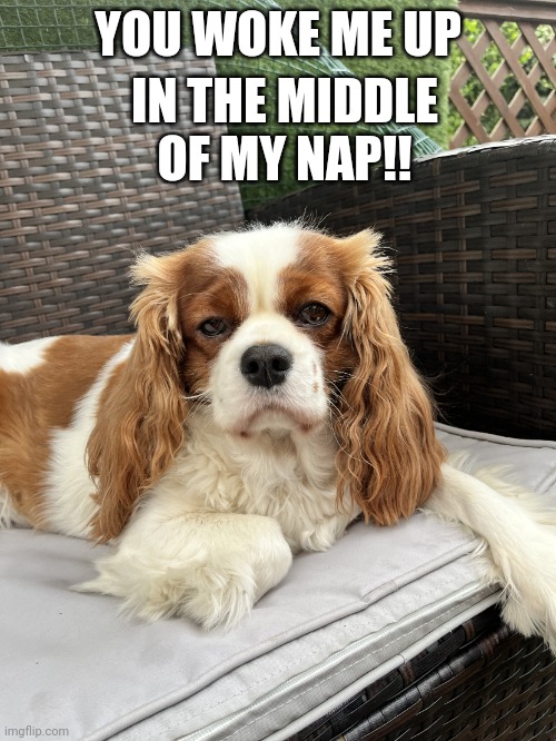 Bella | IN THE MIDDLE OF MY NAP!! YOU WOKE ME UP | image tagged in bella | made w/ Imgflip meme maker