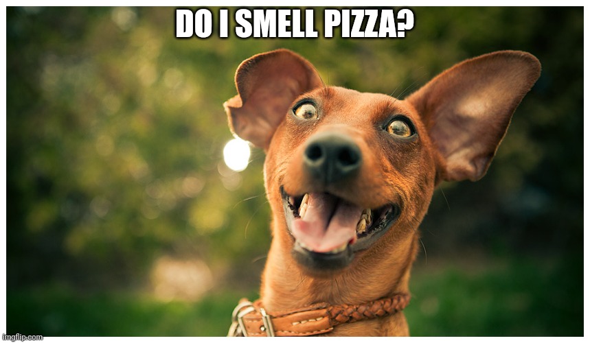 crazy mutt | DO I SMELL PIZZA? | image tagged in crazy mutt | made w/ Imgflip meme maker