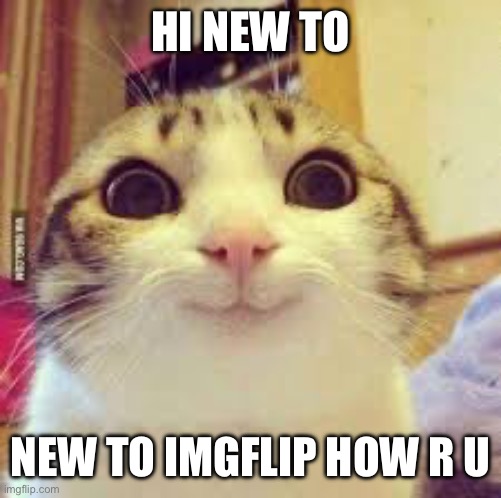 hi | HI NEW TO; NEW TO IMGFLIP HOW R U | image tagged in cat | made w/ Imgflip meme maker