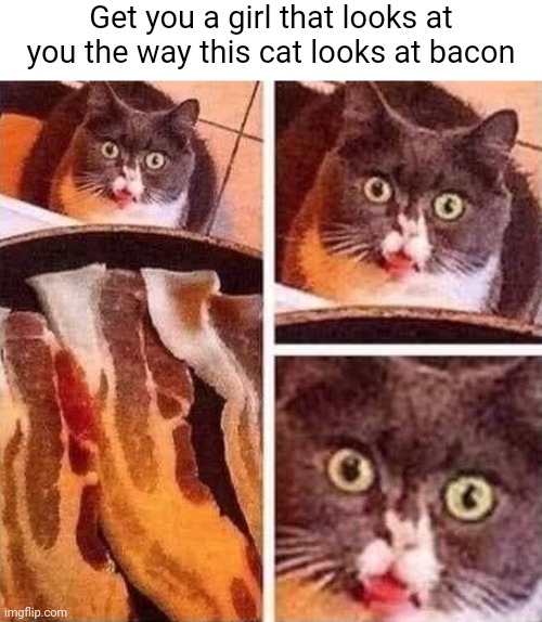 Get you a girl that looks at you the way this cat looks at bacon | image tagged in cats,bacon | made w/ Imgflip meme maker