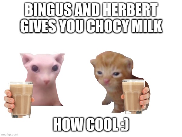 Chocy milk | BINGUS AND HERBERT GIVES YOU CHOCY MILK; HOW COOL :) | image tagged in choccy milk,cats,bingus,herbert | made w/ Imgflip meme maker