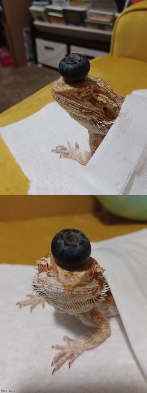 He has Blueberry on head lol | image tagged in bearded dragon,blueberry,hat | made w/ Imgflip meme maker