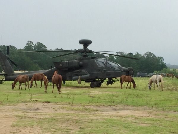 AH-64 Army Apache field of horses JPP Blank Meme Template