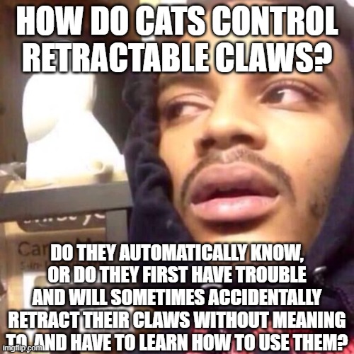 Coffee enema high thoughts | HOW DO CATS CONTROL RETRACTABLE CLAWS? DO THEY AUTOMATICALLY KNOW, OR DO THEY FIRST HAVE TROUBLE AND WILL SOMETIMES ACCIDENTALLY RETRACT THEIR CLAWS WITHOUT MEANING TO, AND HAVE TO LEARN HOW TO USE THEM? | image tagged in coffee enema high thoughts | made w/ Imgflip meme maker