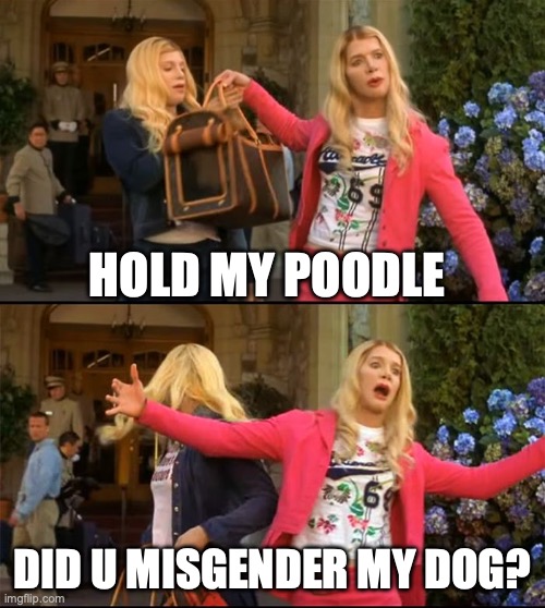 Hold my Poodle | HOLD MY POODLE; DID U MISGENDER MY DOG? | image tagged in hold my poodle | made w/ Imgflip meme maker