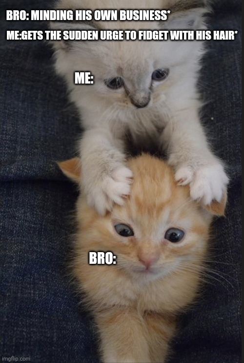 Bro and sis | ME:GETS THE SUDDEN URGE TO FIDGET WITH HIS HAIR*; BRO: MINDING HIS OWN BUSINESS*; ME:; BRO: | image tagged in cat | made w/ Imgflip meme maker