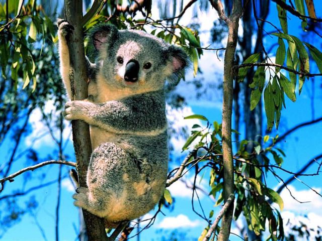 image tagged in animals,photography