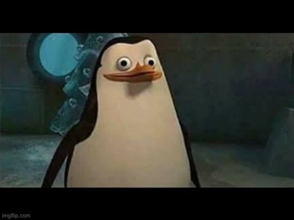 Confused penguin | image tagged in confused penguin | made w/ Imgflip meme maker