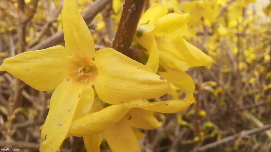 Yellow flowers on a bush (I forgot what they're called lmao) | image tagged in flowers,picture,photography,spring,why are you reading the tags | made w/ Imgflip meme maker