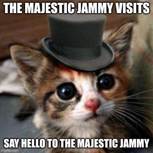 Adorable cat | THE MAJESTIC JAMMY VISITS; SAY HELLO TO THE MAJESTIC JAMMY | image tagged in adorable cat | made w/ Imgflip meme maker