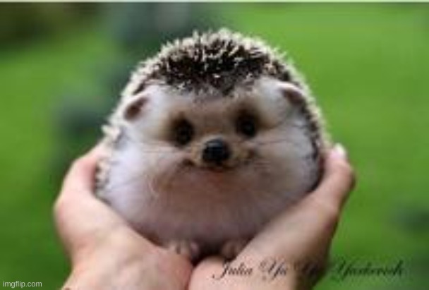 AdorbHedgehog | image tagged in adorbhedgehog | made w/ Imgflip meme maker