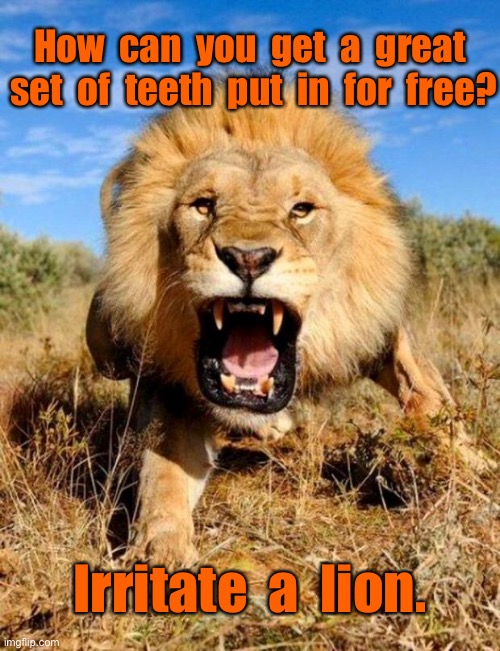 Teeth for free | How  can  you  get  a  great  set  of  teeth  put  in  for  free? Irritate  a  lion. | image tagged in lion,teeth put in,for free,irritate a lion,funny | made w/ Imgflip meme maker