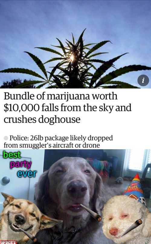 I bet Snoop Dog's behind this. Helping his fellow dog's out | best; party; ever | image tagged in memes,dogs,weed,snoop dogg,party time | made w/ Imgflip meme maker