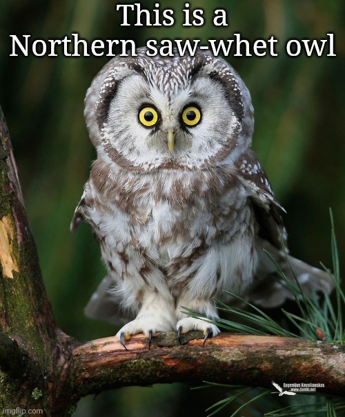 I am testing out my knowledge of owl types | This is a Northern saw-whet owl | image tagged in northern saw-whet owl | made w/ Imgflip meme maker