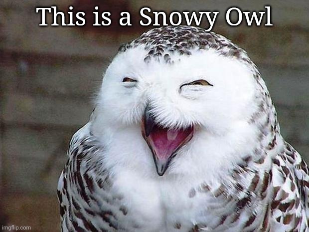 owl happy | This is a Snowy Owl | image tagged in owl happy | made w/ Imgflip meme maker