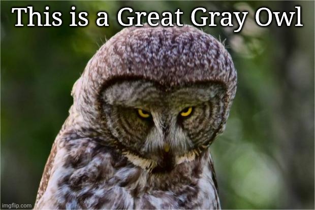 Seriously Owl | This is a Great Gray Owl | image tagged in seriously owl | made w/ Imgflip meme maker
