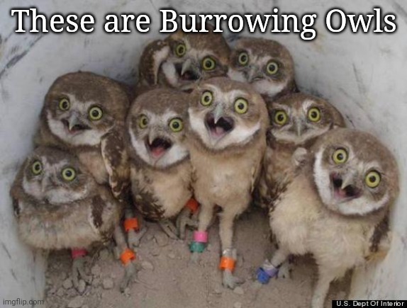 Amazed Owls | These are Burrowing Owls | image tagged in amazed owls | made w/ Imgflip meme maker