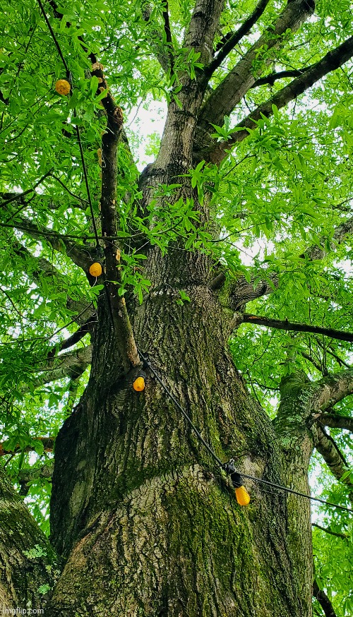 Willow oak tree at a coffee shop | image tagged in photo | made w/ Imgflip meme maker