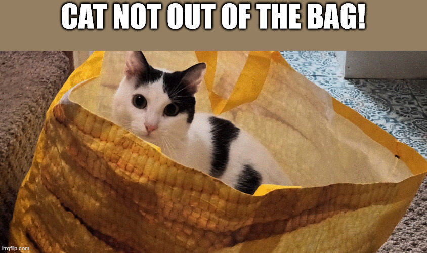 please view | CAT NOT OUT OF THE BAG! | image tagged in funny | made w/ Imgflip meme maker