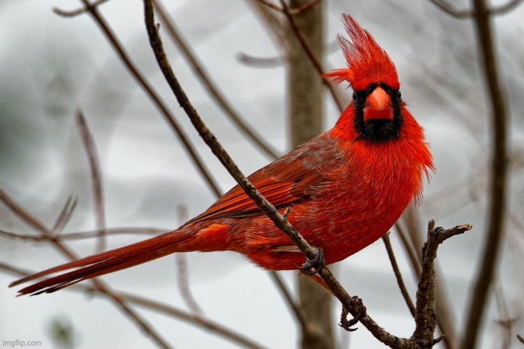 Grandfather Series: Ep. 3: I know this is a cardinal, but I wonder if it possible to identify if it is female or male | image tagged in hmmmmmmmm | made w/ Imgflip meme maker