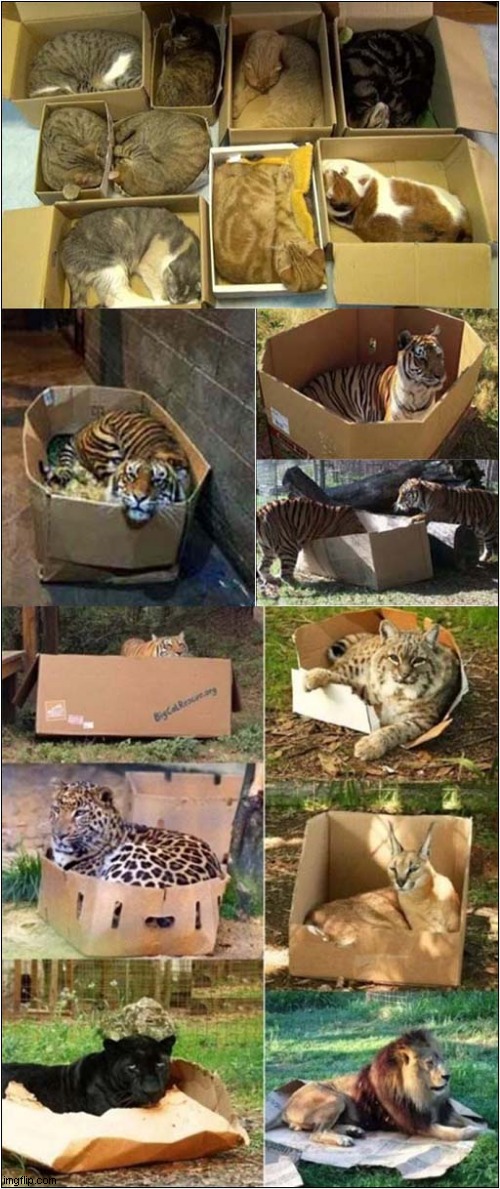 Cat Traps - Will Work On All Sizes Of Cats ! | image tagged in cats,big cats,traps,boxes | made w/ Imgflip meme maker