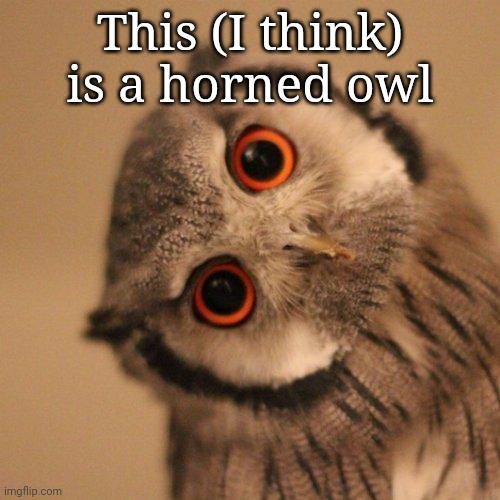 inquisitve owl | This (I think) is a horned owl | image tagged in inquisitve owl | made w/ Imgflip meme maker