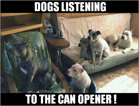 What Is Happening Here ? | DOGS LISTENING; TO THE CAN OPENER ! | image tagged in dogs,listening,can opener | made w/ Imgflip meme maker