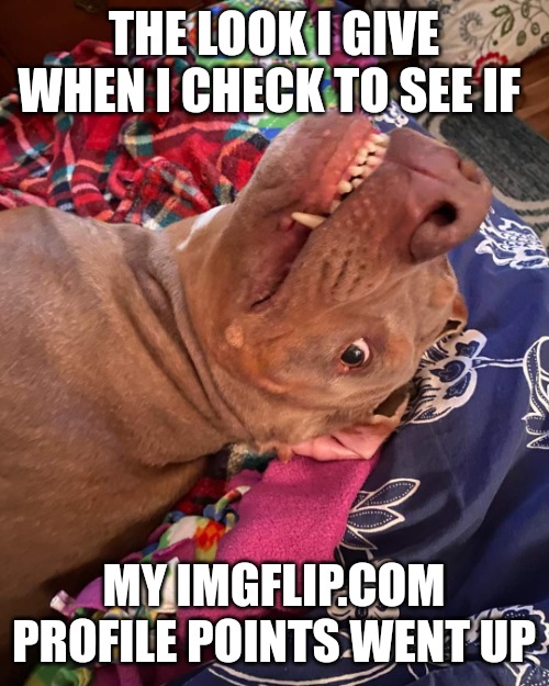 Johnny Hollywood | THE LOOK I GIVE WHEN I CHECK TO SEE IF; MY IMGFLIP.COM PROFILE POINTS WENT UP | image tagged in annoyed and confused dog | made w/ Imgflip meme maker