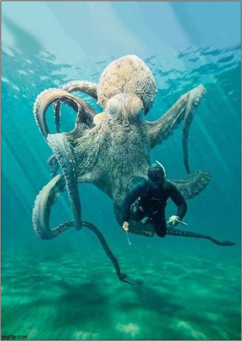 It's Behind Me, Isn't It ! | image tagged in diver,octopus,behind you | made w/ Imgflip meme maker