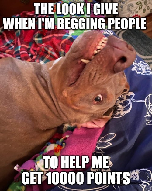 Johnny Hollywood | THE LOOK I GIVE WHEN I'M BEGGING PEOPLE; TO HELP ME GET 10000 POINTS | image tagged in annoyed and confused dog | made w/ Imgflip meme maker