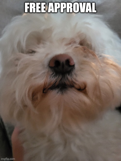 Take a break from zero drama and look at this fine gentleman | FREE APPROVAL | made w/ Imgflip meme maker