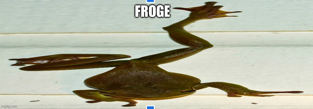 to prove people will upvote anything | FROGE | image tagged in frog,memes,stupid memes | made w/ Imgflip meme maker